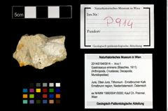 Foto (Objekt + Etikett) von Gastrosacus eminens (Blaschke, 1911)  (NHMW-GEO-2014-0194-0914)